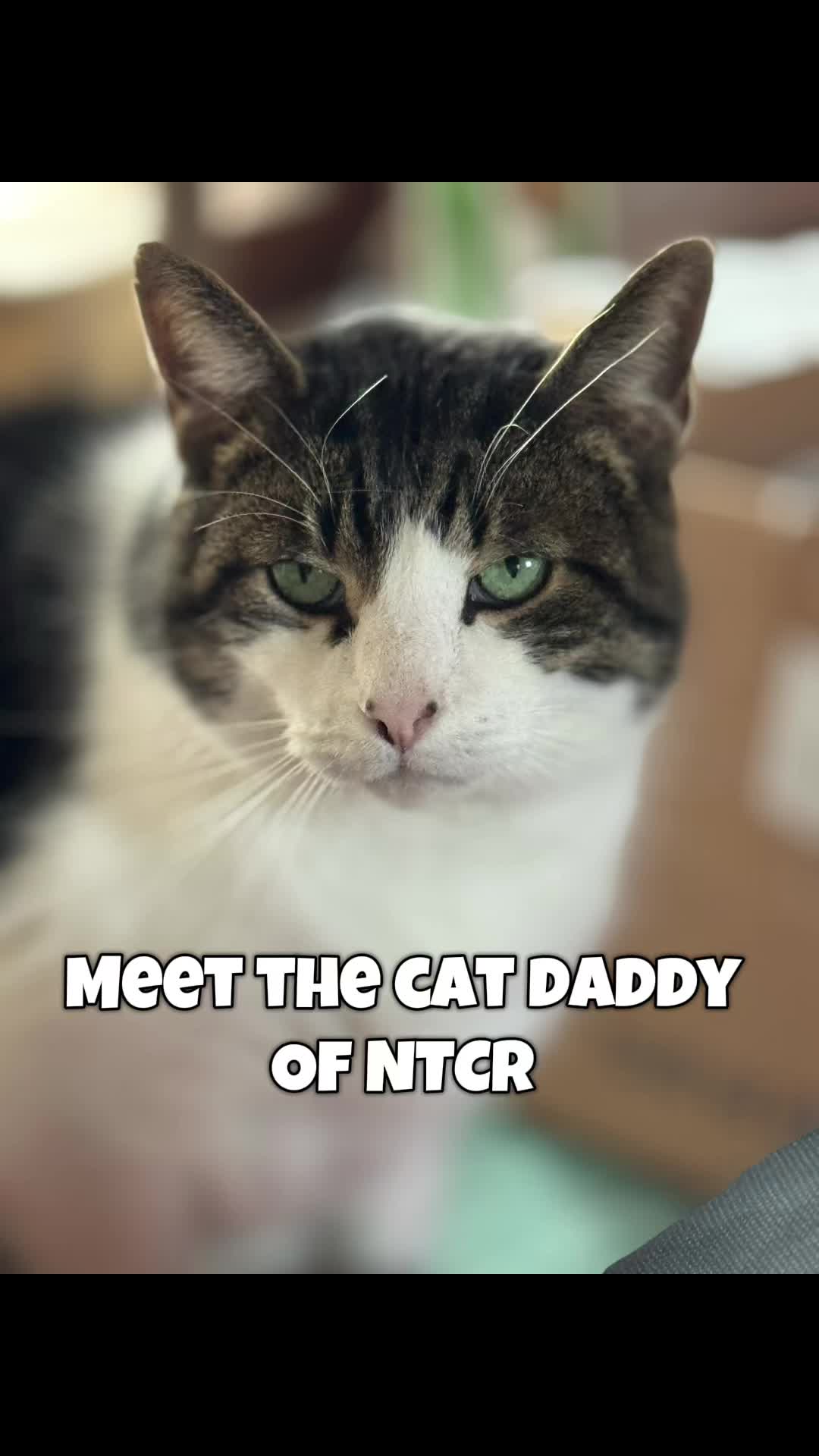 @North Toronto Cat Rescue
