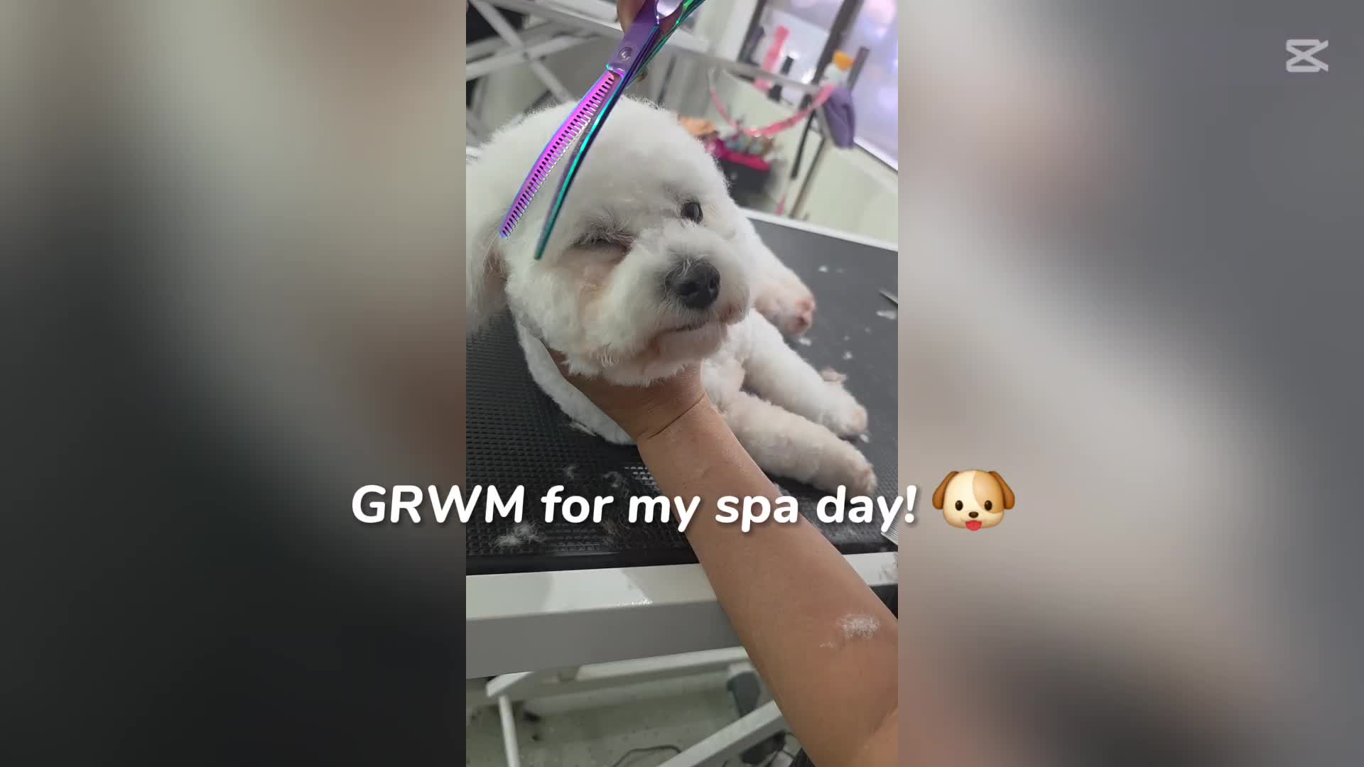 @Rhi 🐶🐾