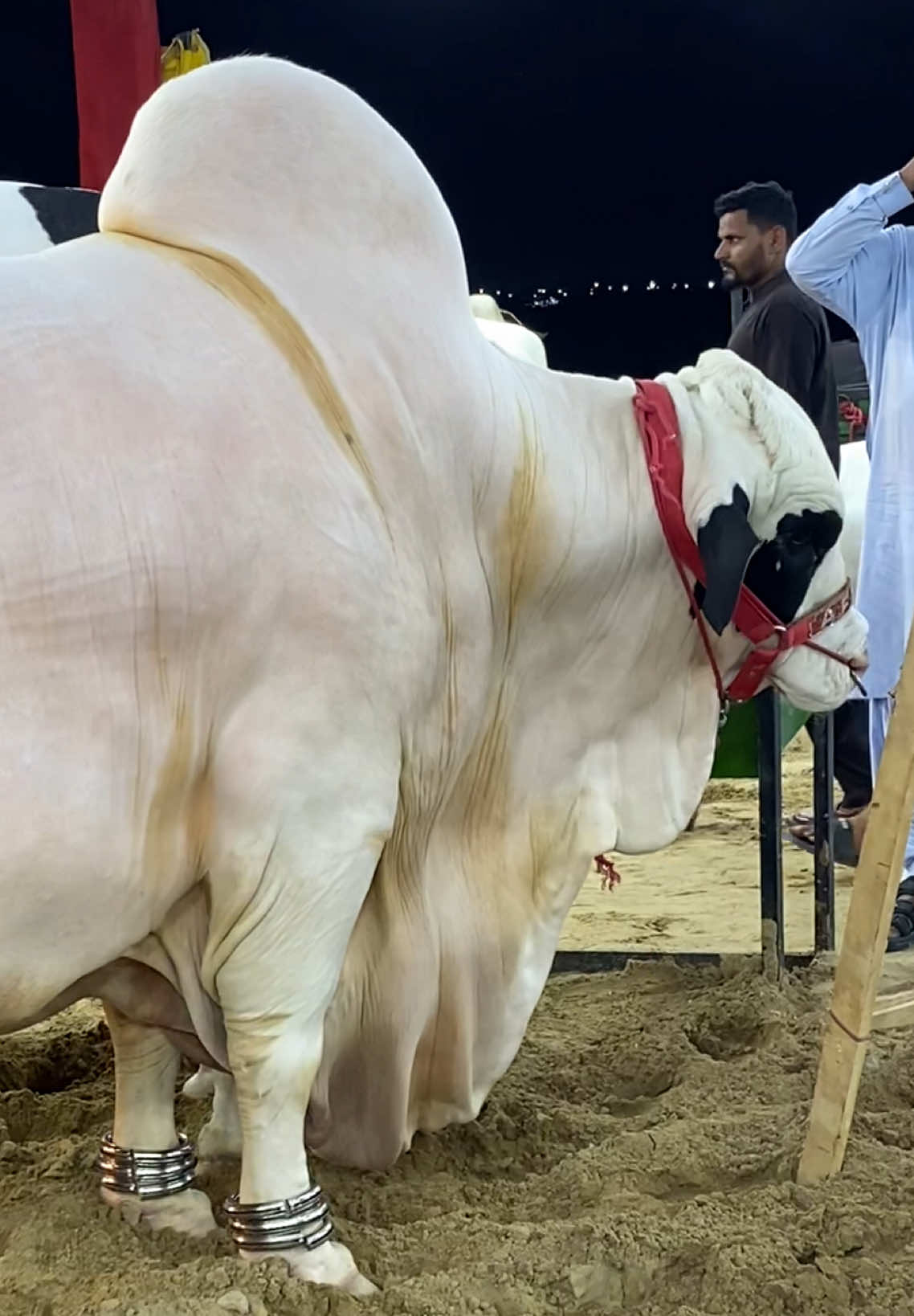 @Karachi Bull lovers