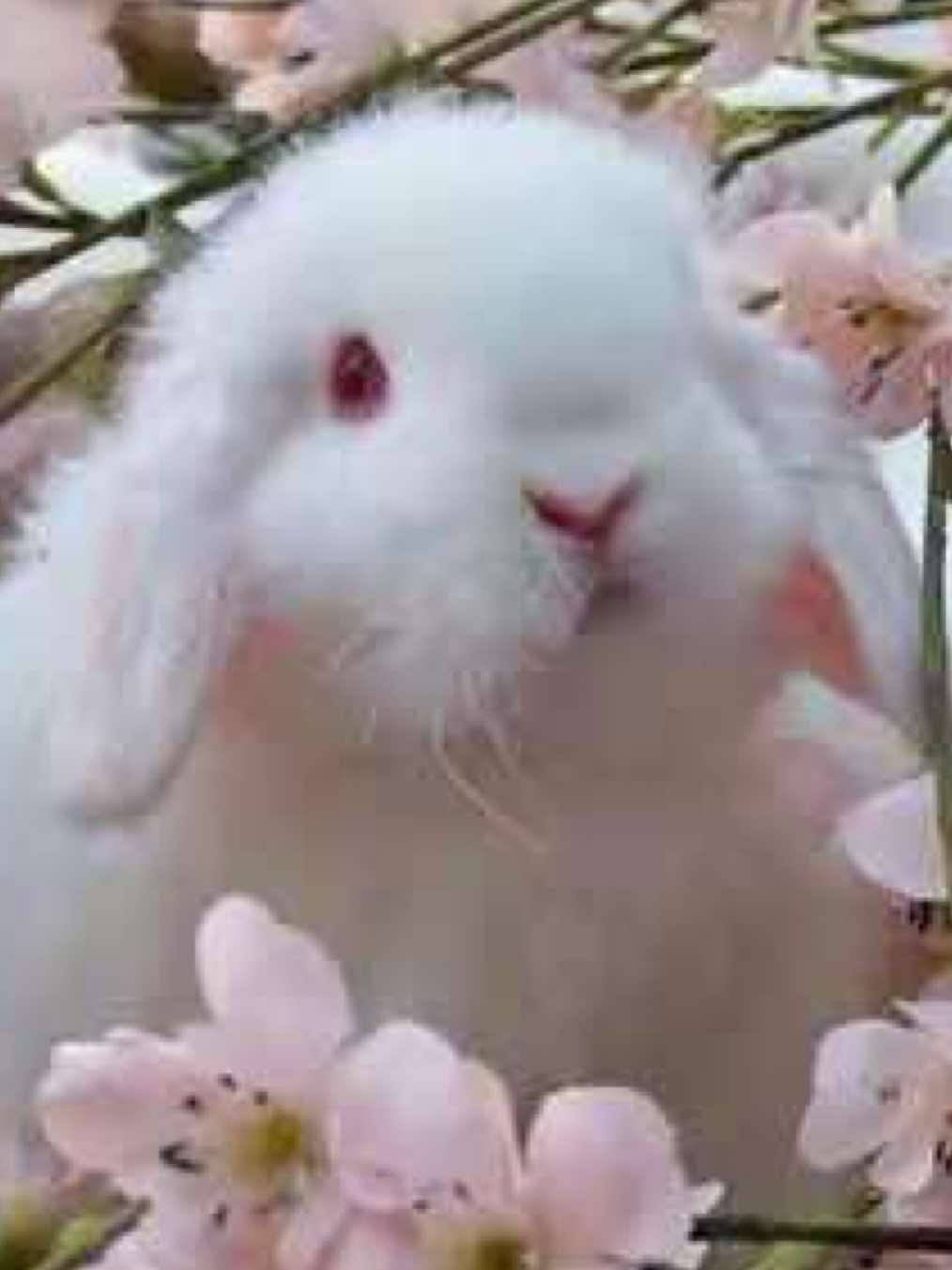 @𐙚 ᕵᑘᒪᗩ ໒꒱ 🪽 . ₊ ˚