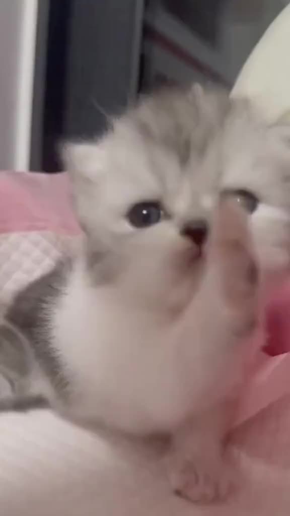 @catbosssss