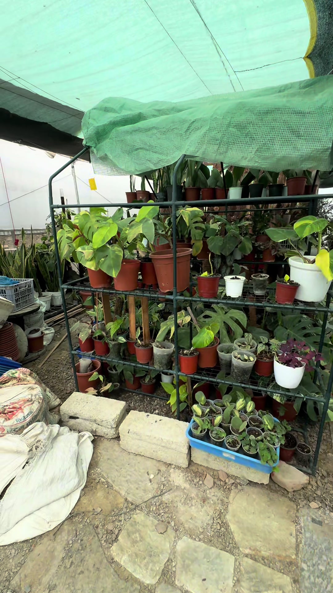 @Plants_for_house_decore