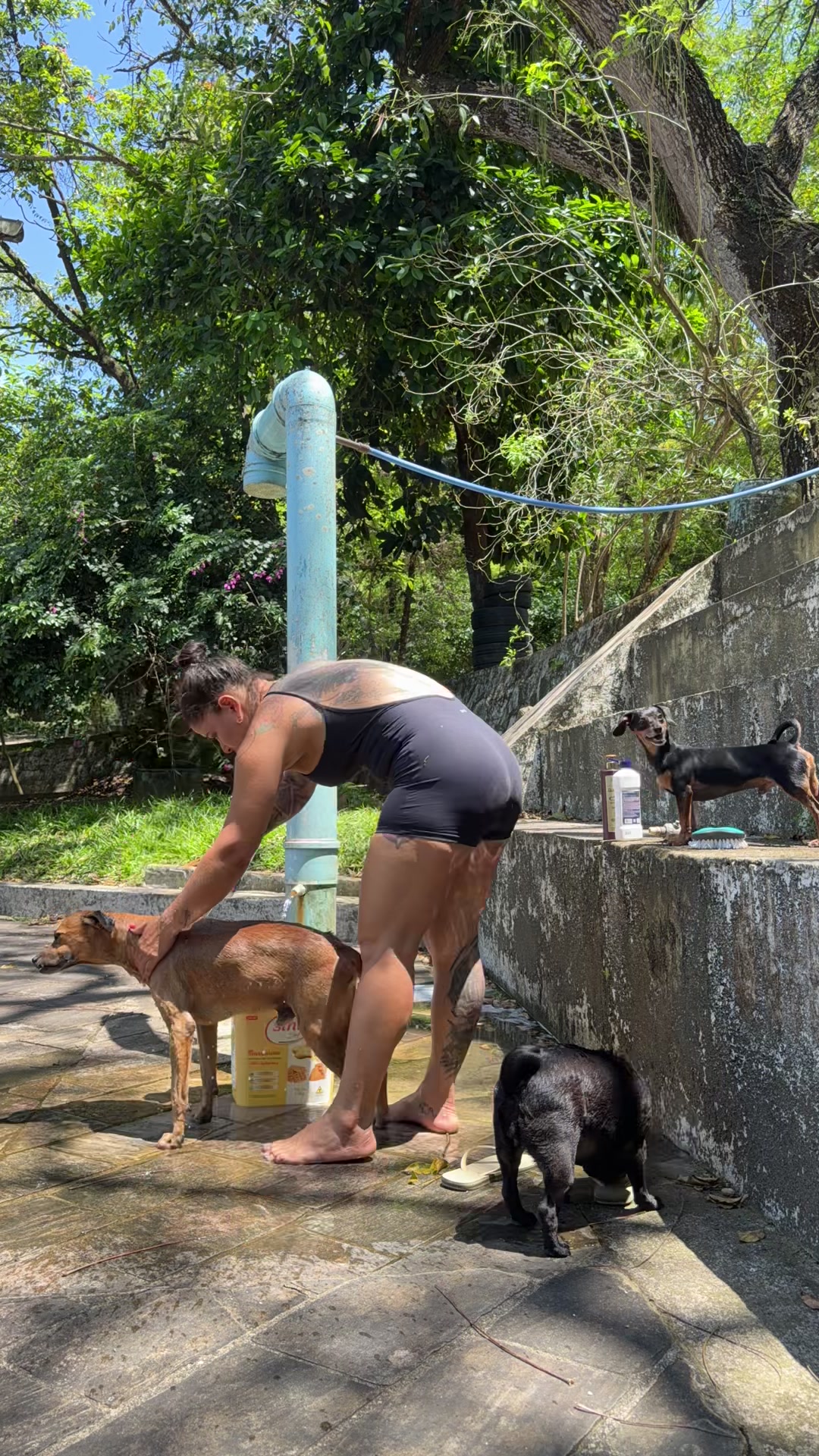 @Detapitbull❤️