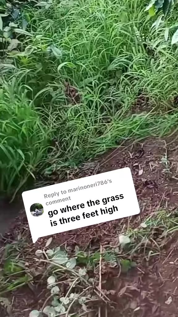 @Satisfying Mowing