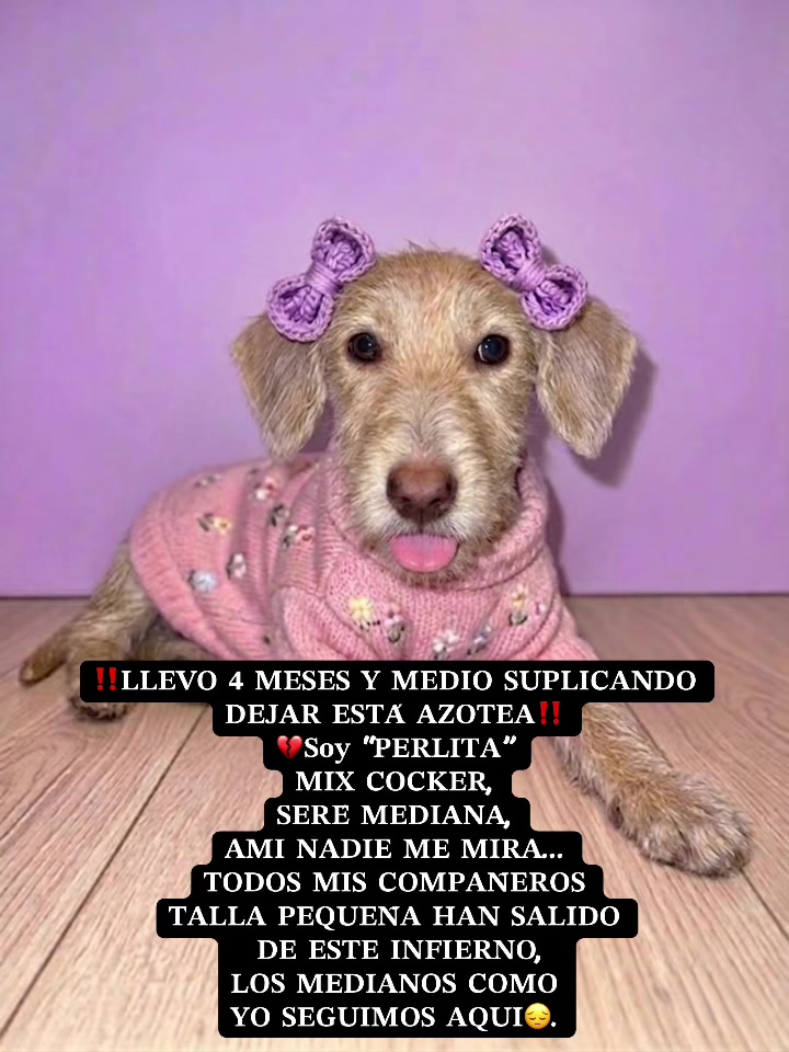 @AdoptaunAngel
