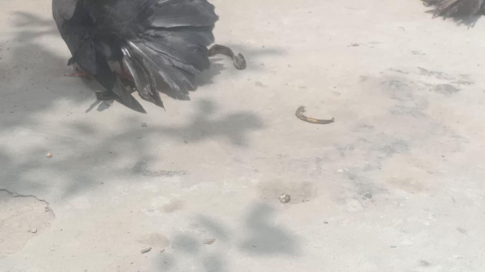 @royal birds