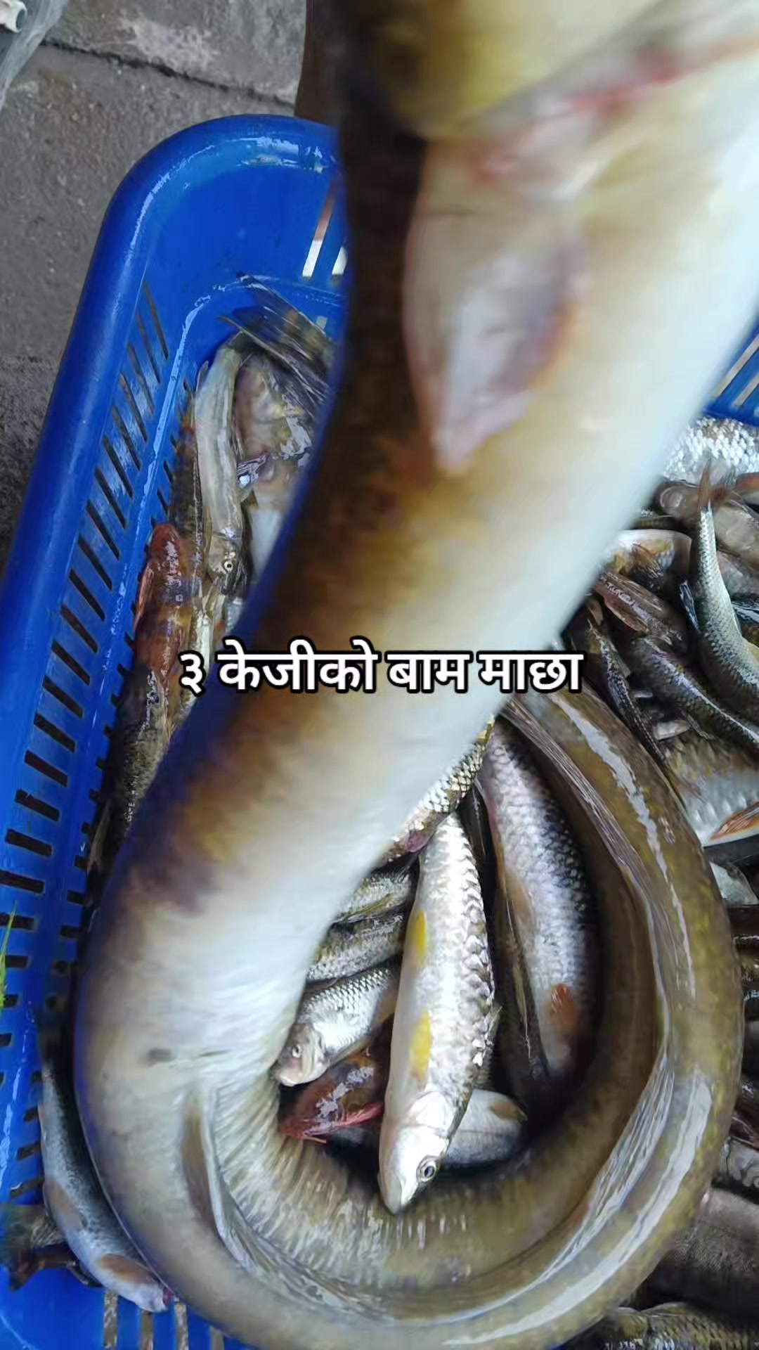 @Kalyani Oli700