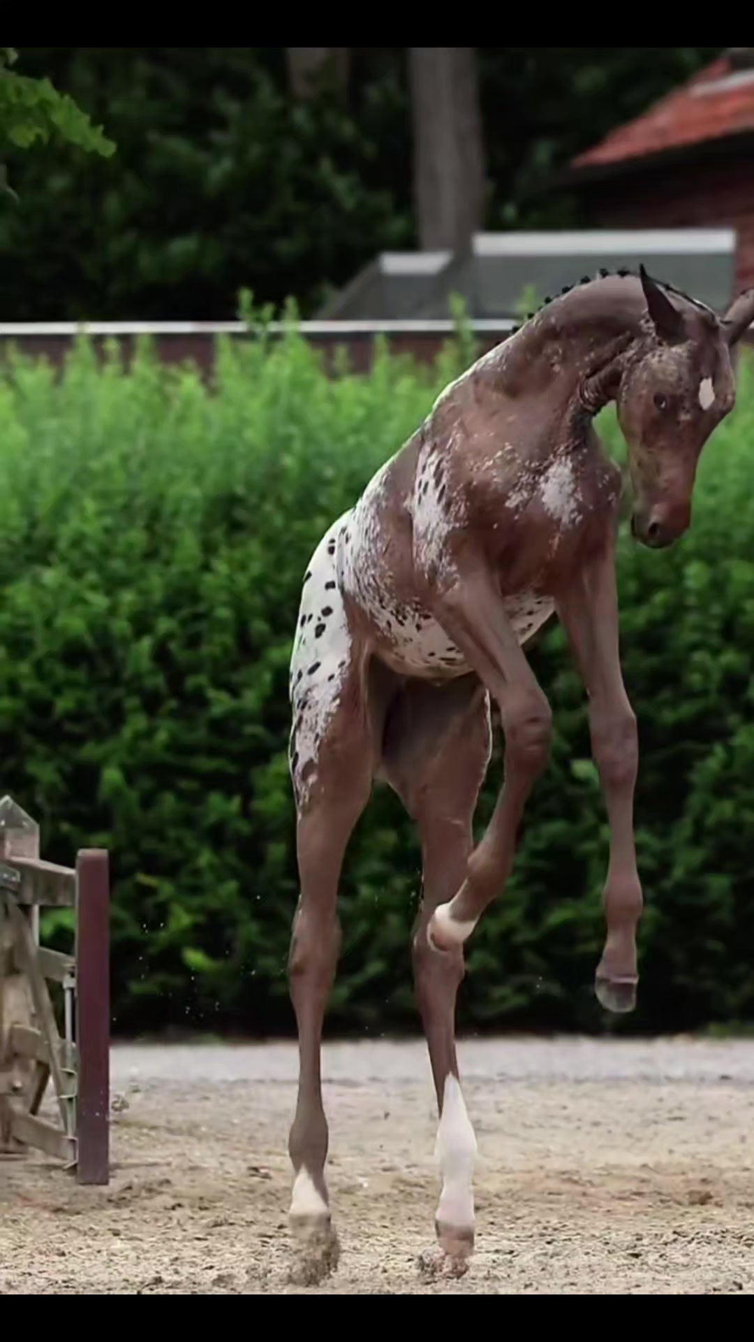 @🐎🐕CHLOE🐕🐎