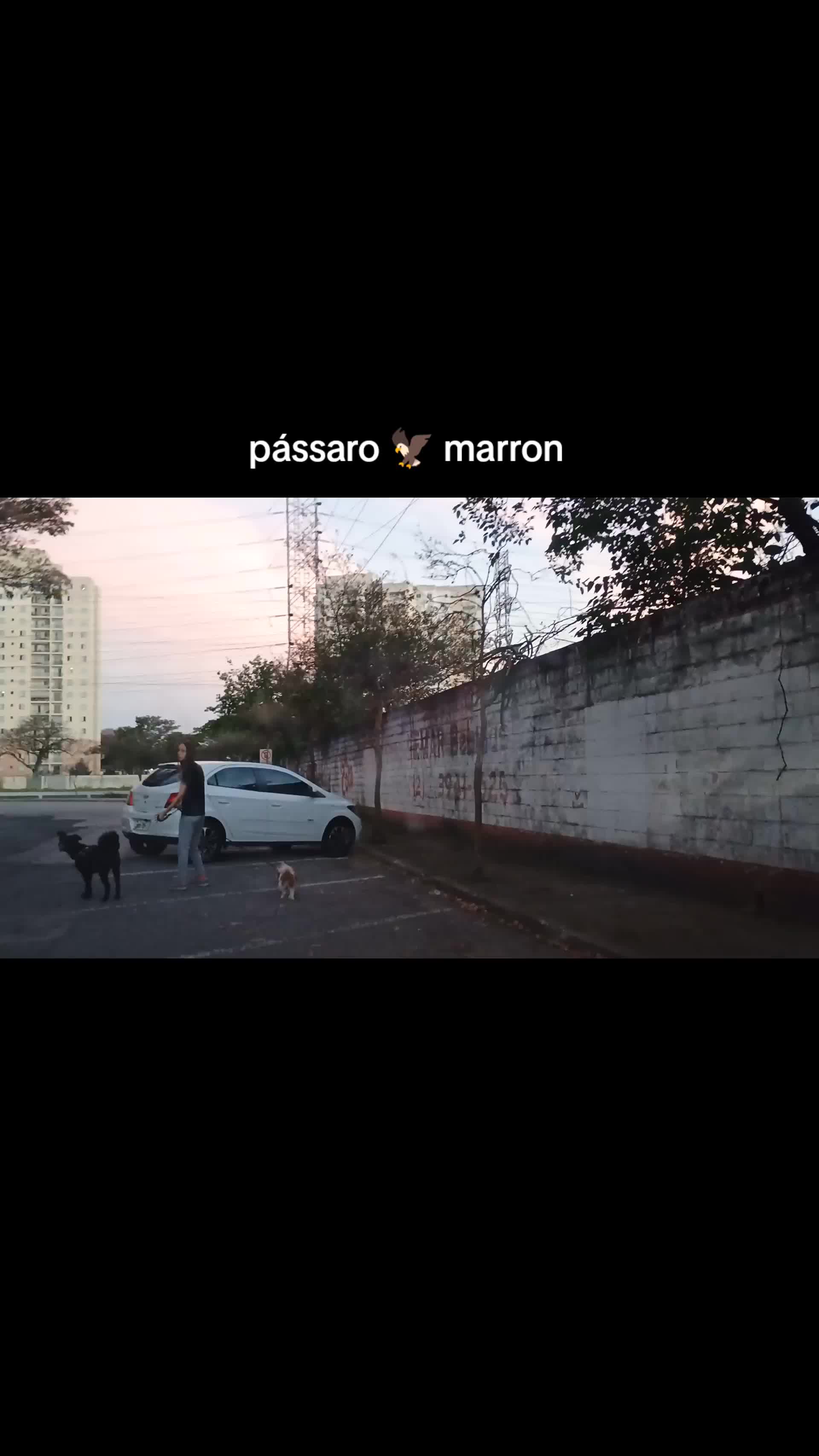 @alebuarquerodoviario