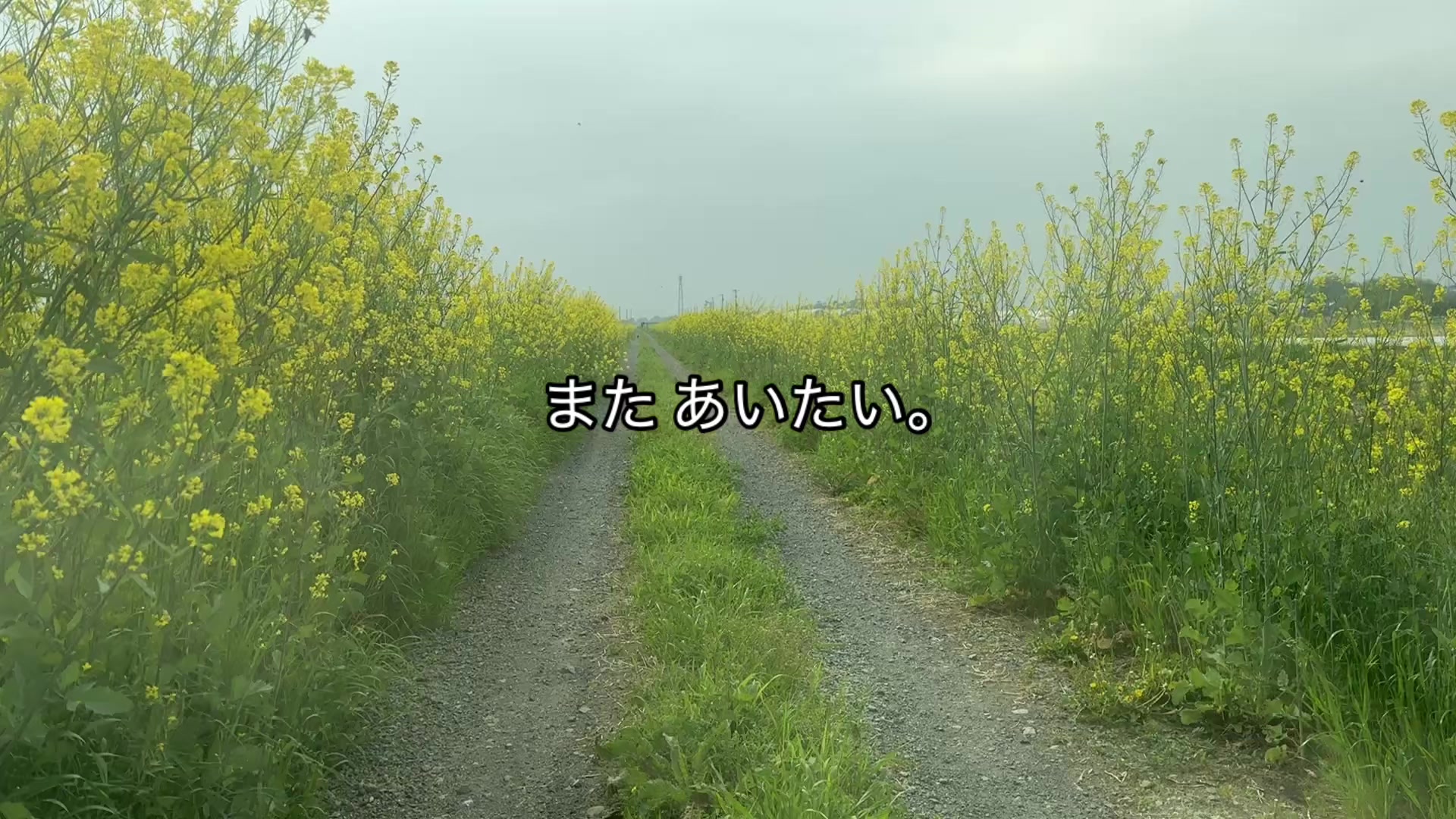 @ダラー