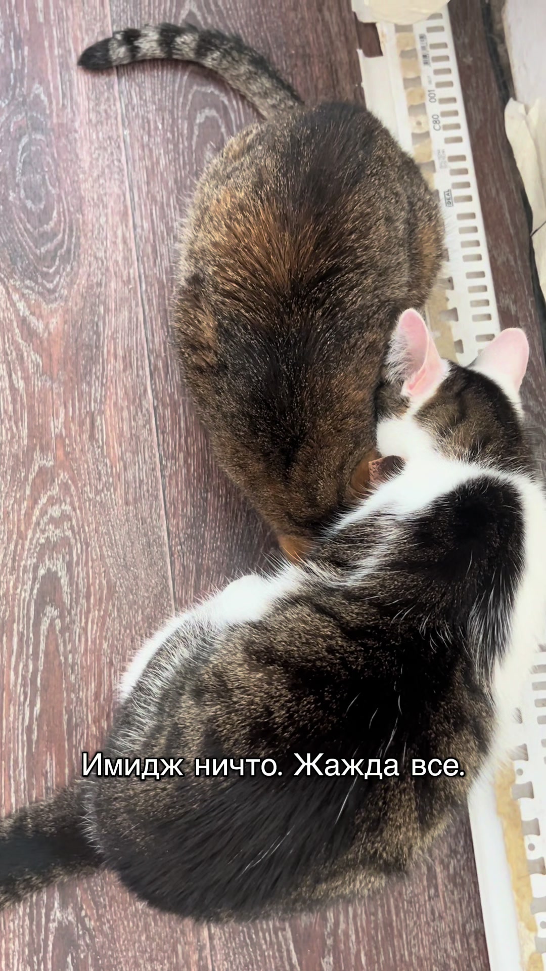 @Оля & Co🐈&zwj;⬛🐈