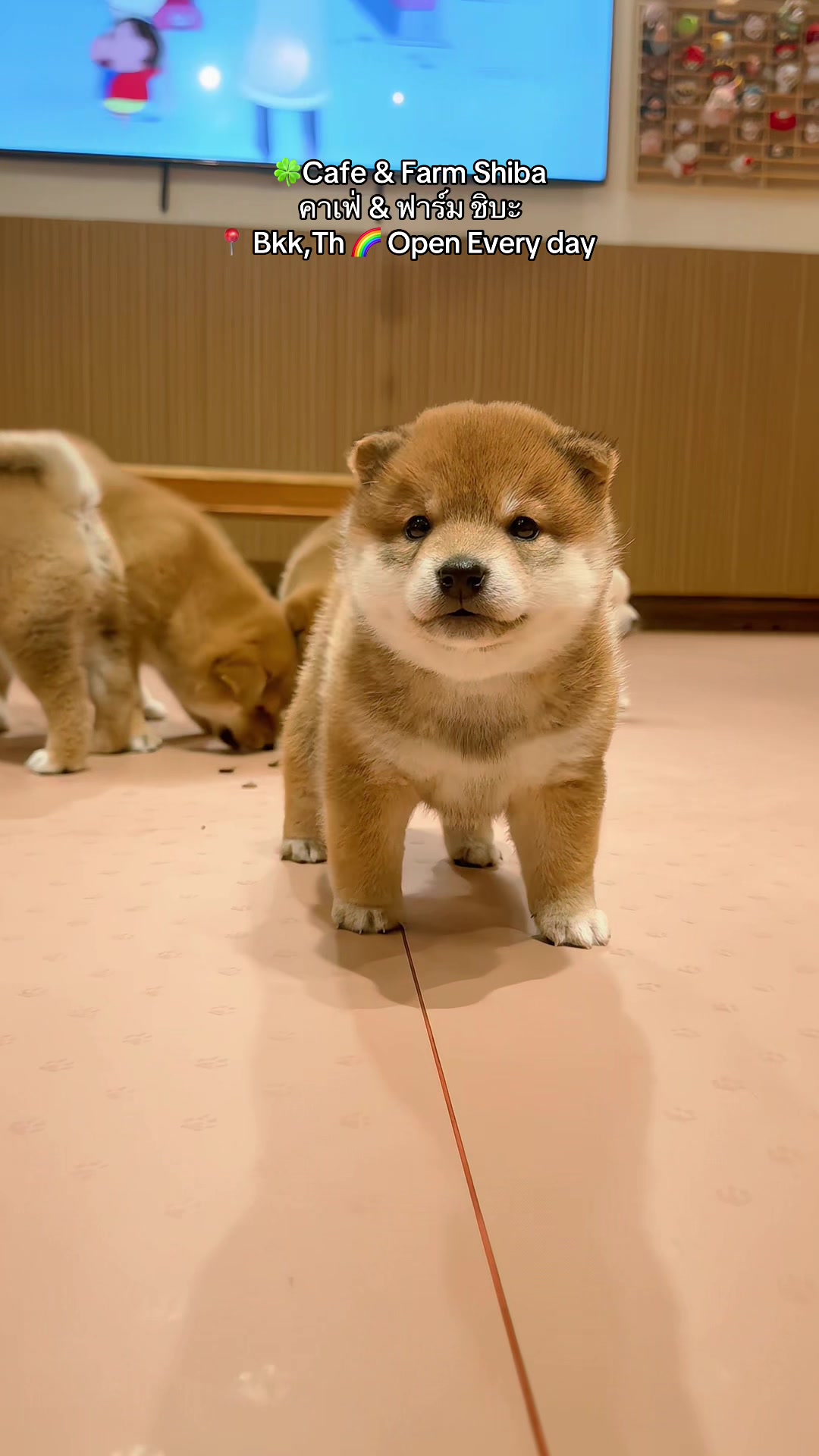 @Shibainu Story