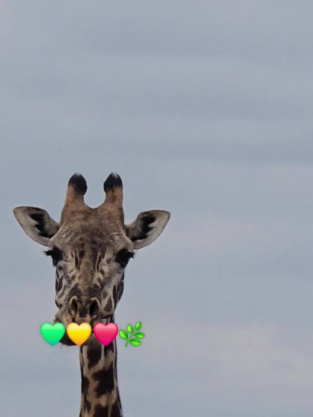 @uncle on safari