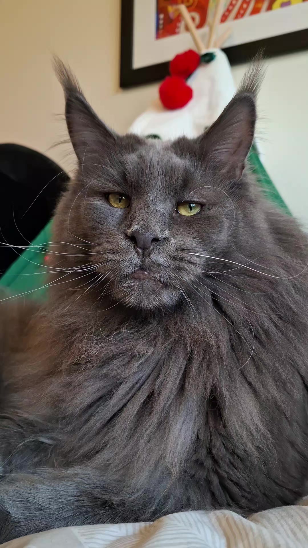 @Ragnar the Maine Coon 🐈