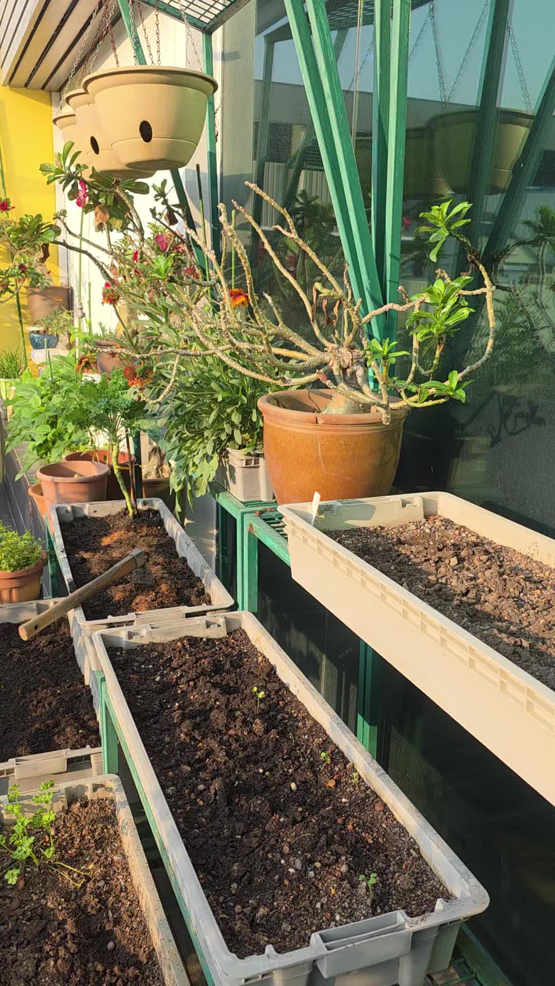 @TRIOgardening