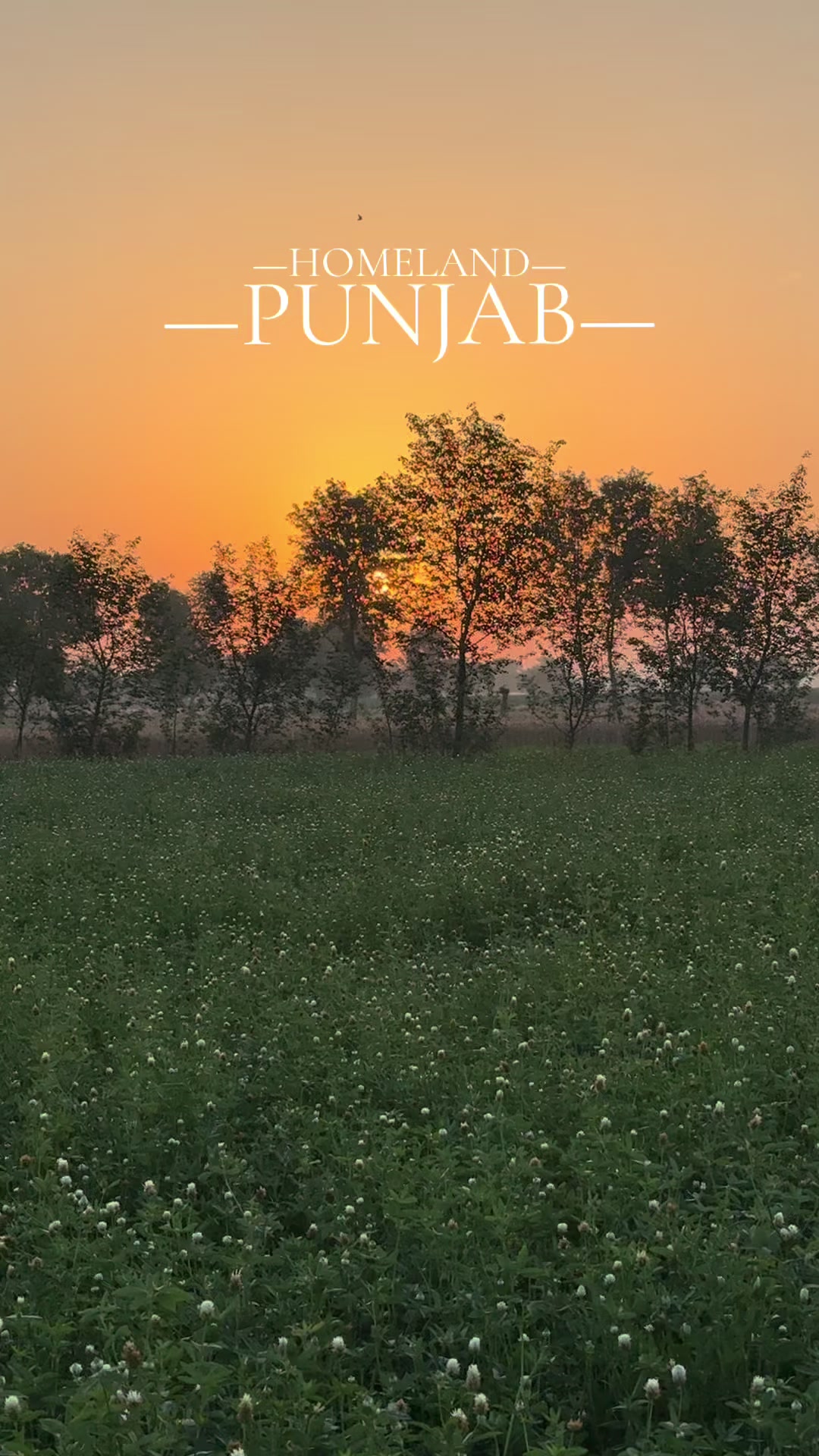 @taimoorasad07