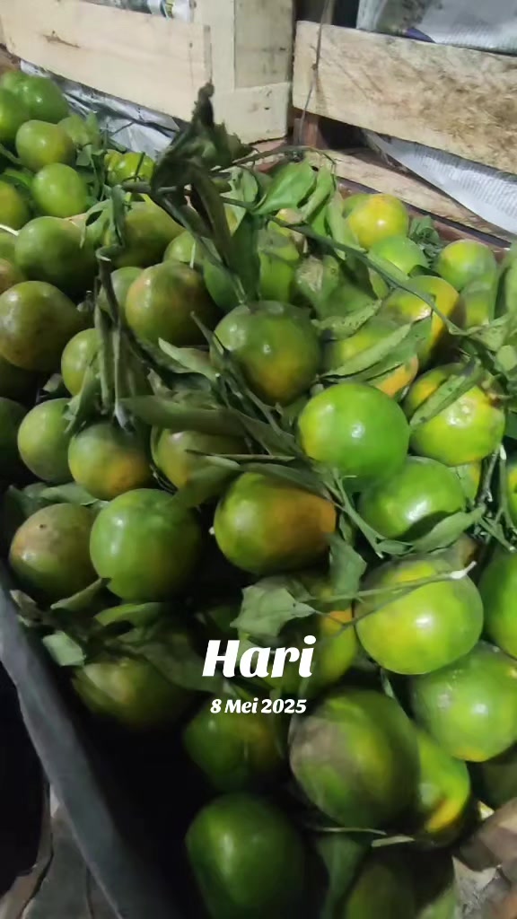 @supplier sayur dan buah sby