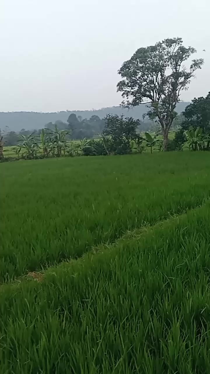 @Tatang Wijaya