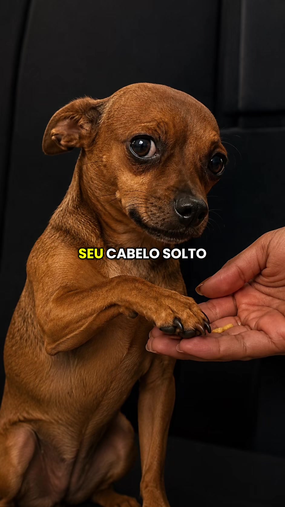 @MUNDO DOS PAGODEIROS