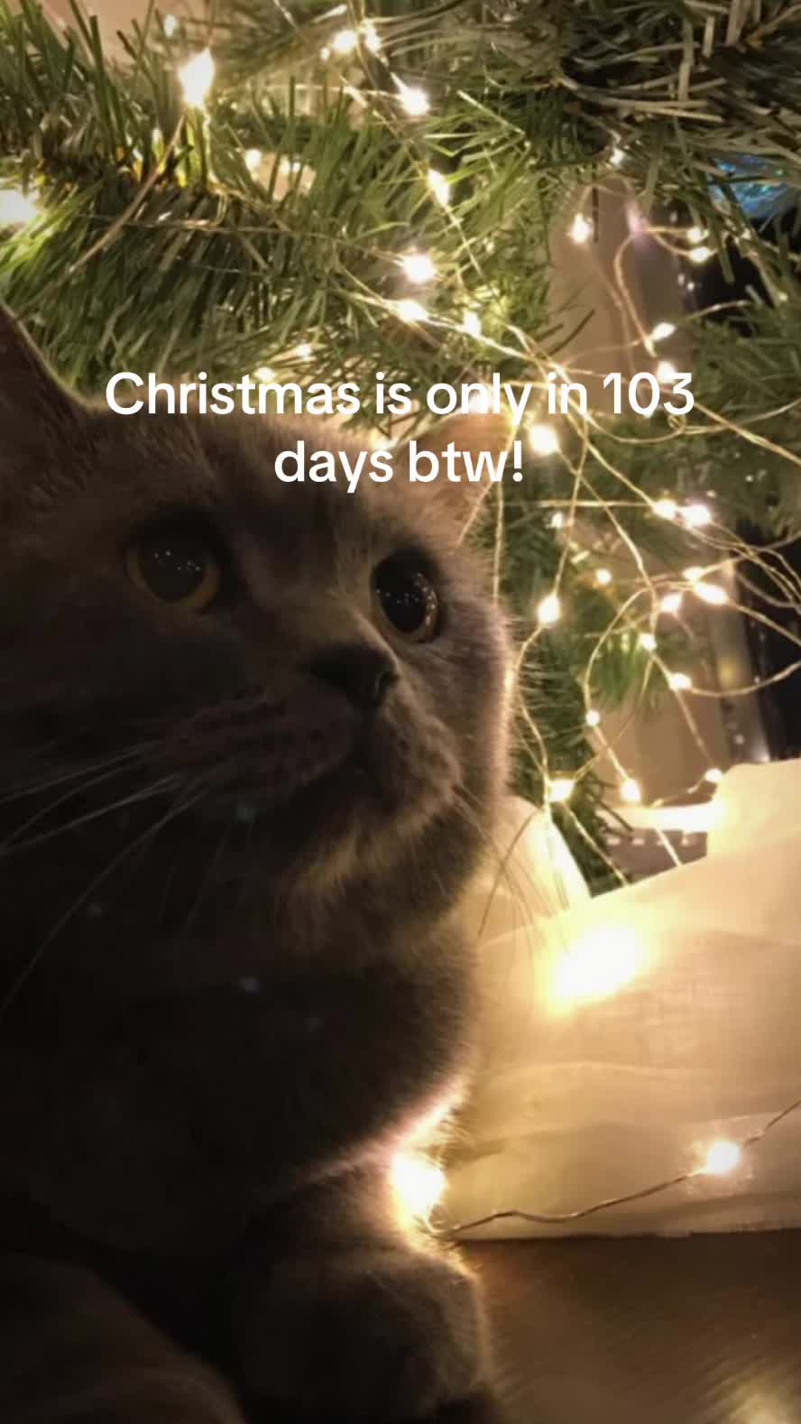 @christmas vibes!