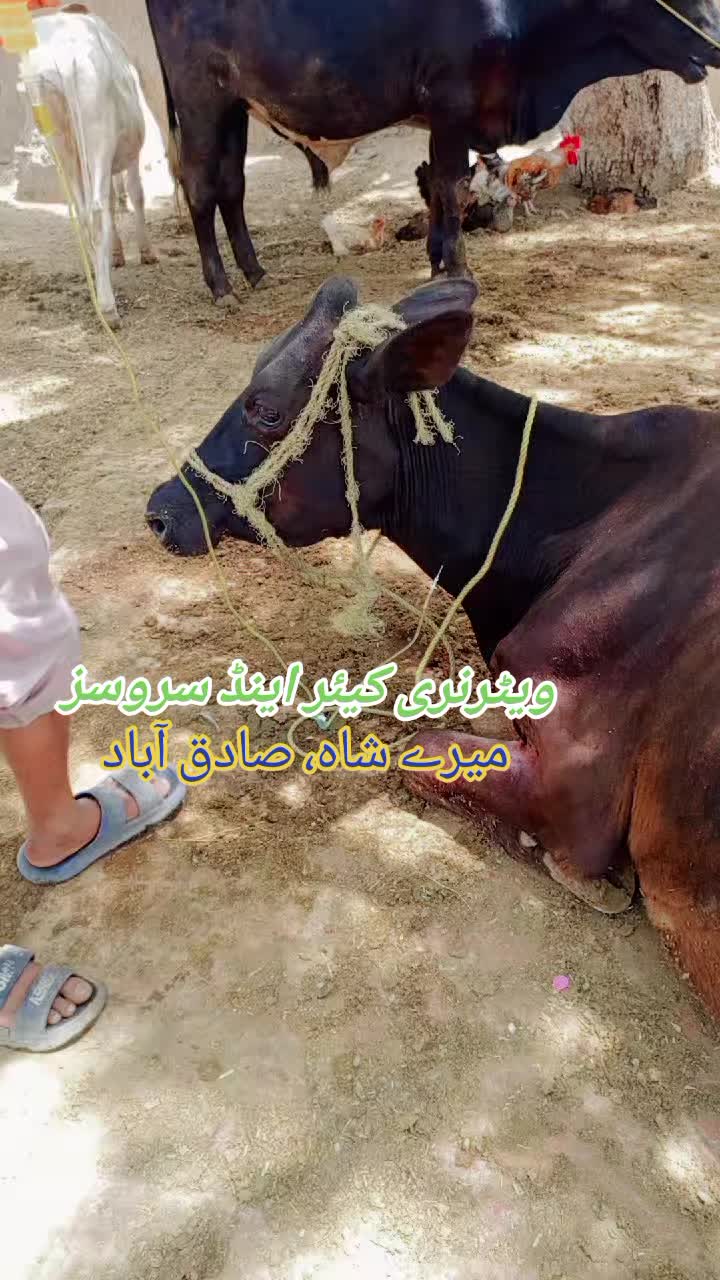 @ویٹرنری کیئر اینڈ سروسز