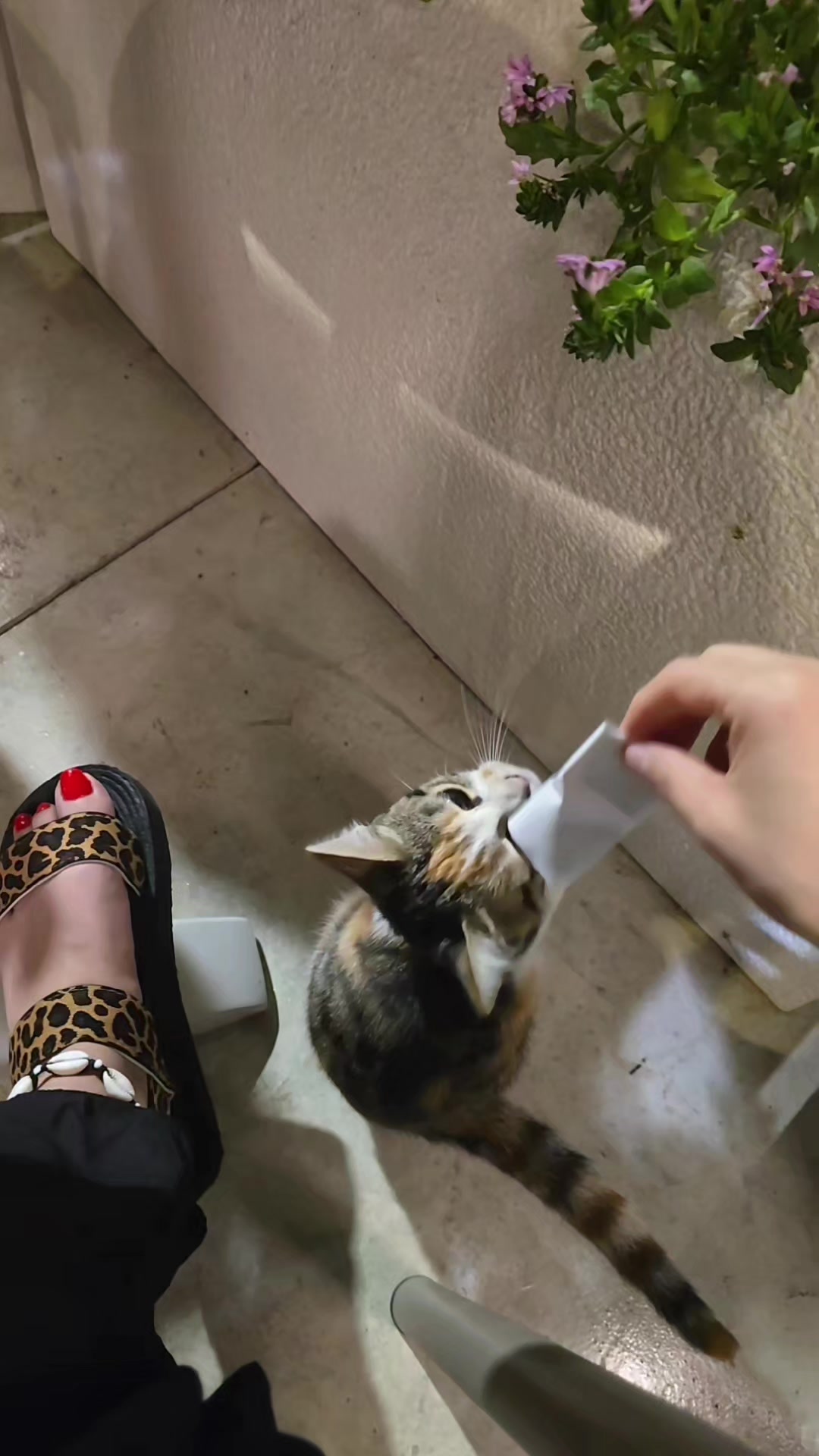 @ᡕᠵ᠊ᡃ່࡚ࠢ࠘ ⸝່ࠡࠣ᠊߯᠆ࠣ╦╦─🖤صفوءه