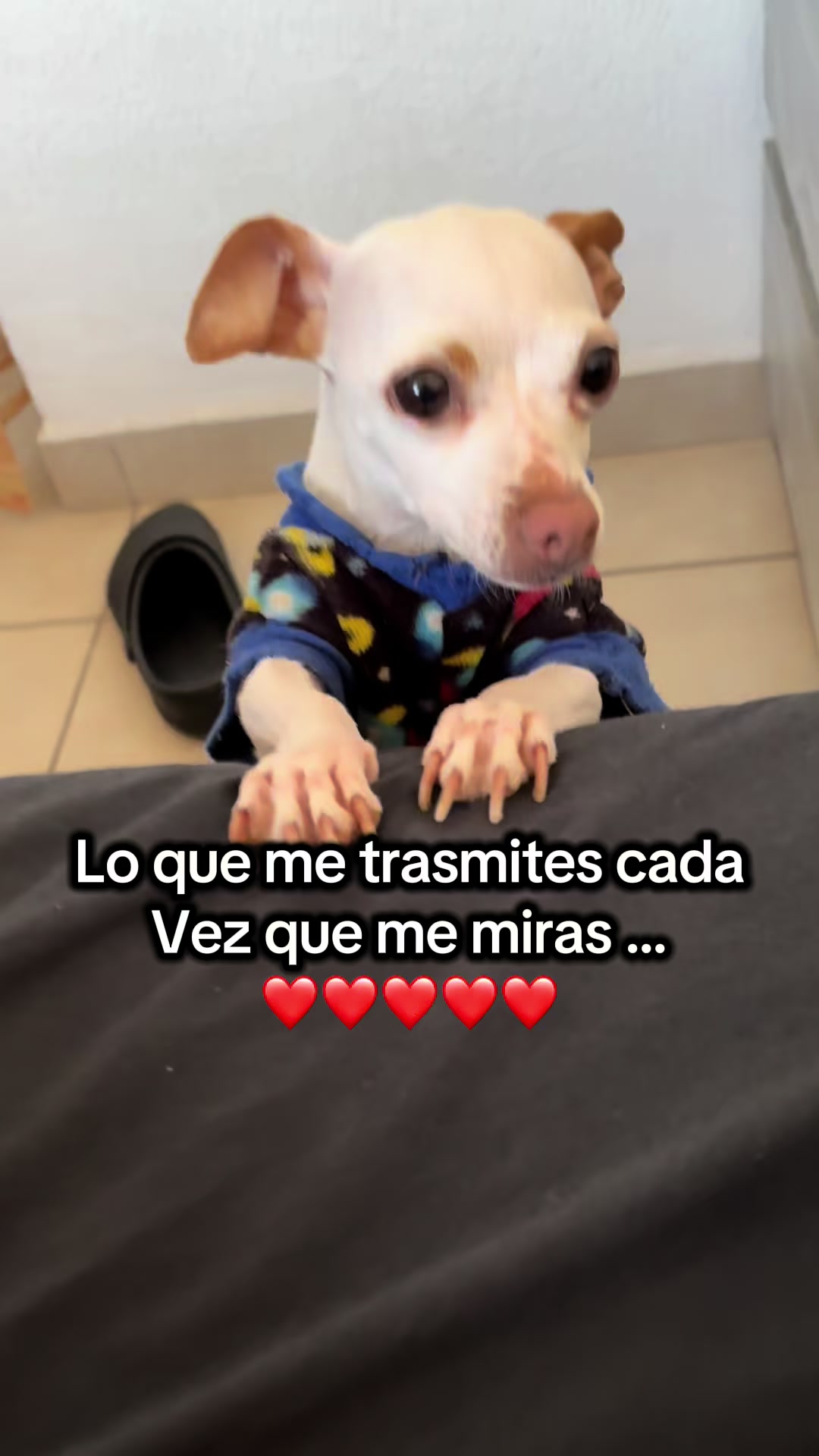 @galleta la chihuahua