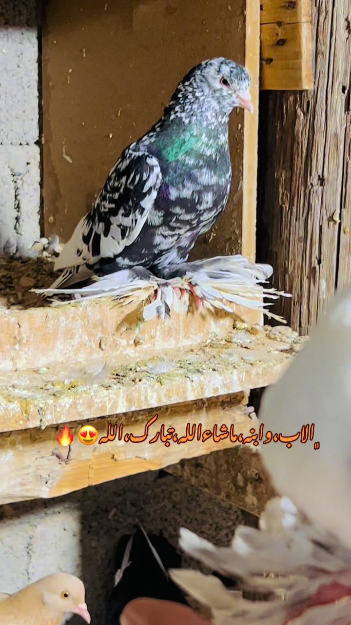 @﮼عزو،السليني🕊️🫀