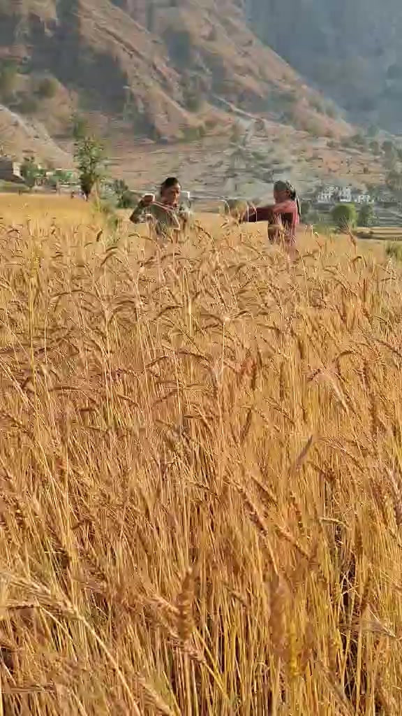 @rajudevkota310