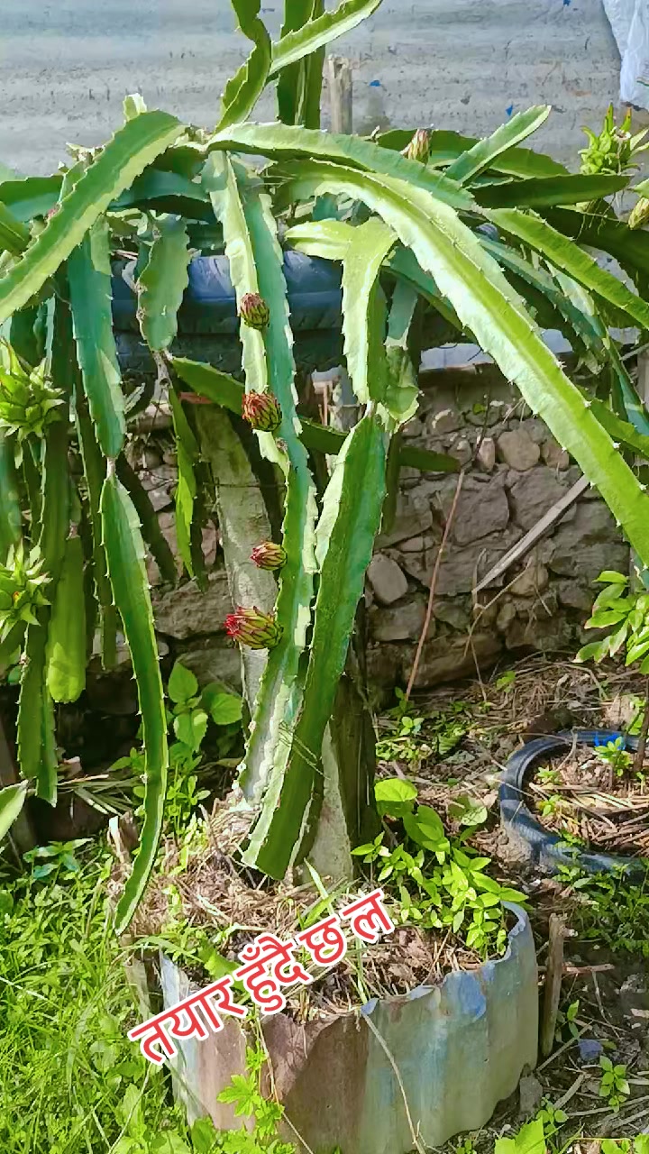 @खनाल कान्छो 🇳🇵❤️❤️