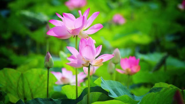 @Philipp đang tập ăn chay