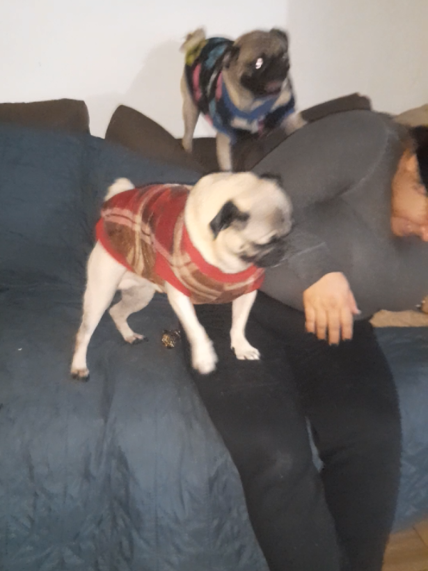 @pug.lovers53