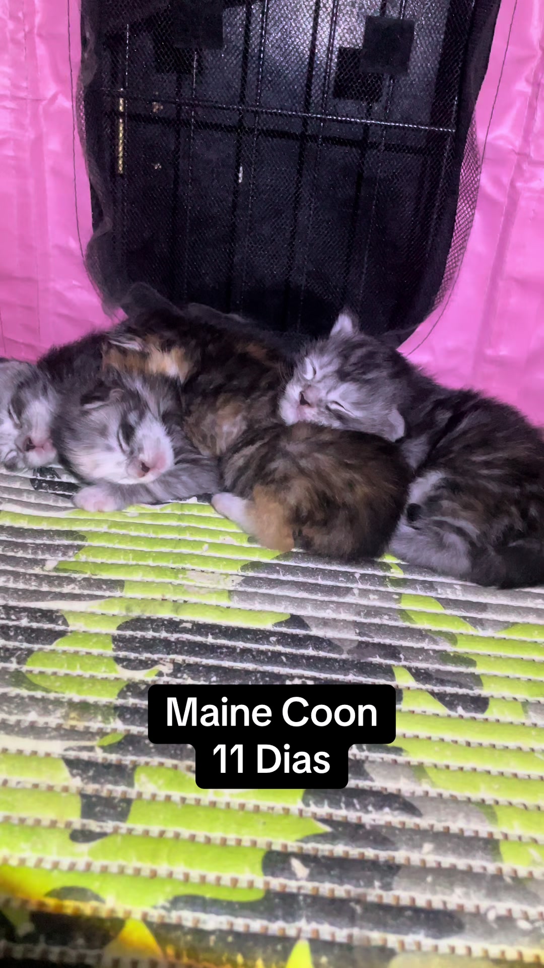 @Dipo 🇲🇽