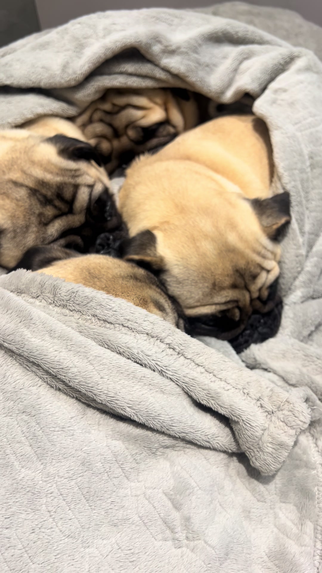 @pugSofyHarry