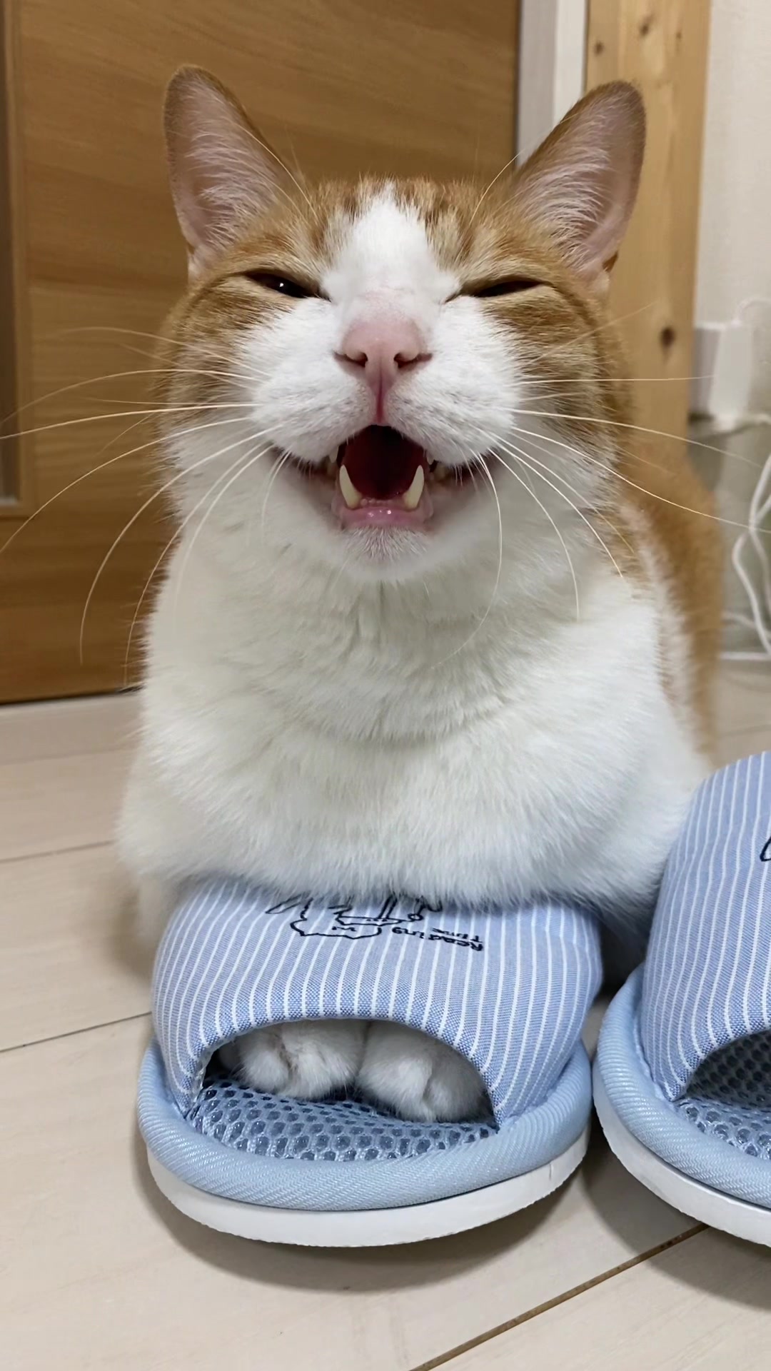 @猫のはっさく