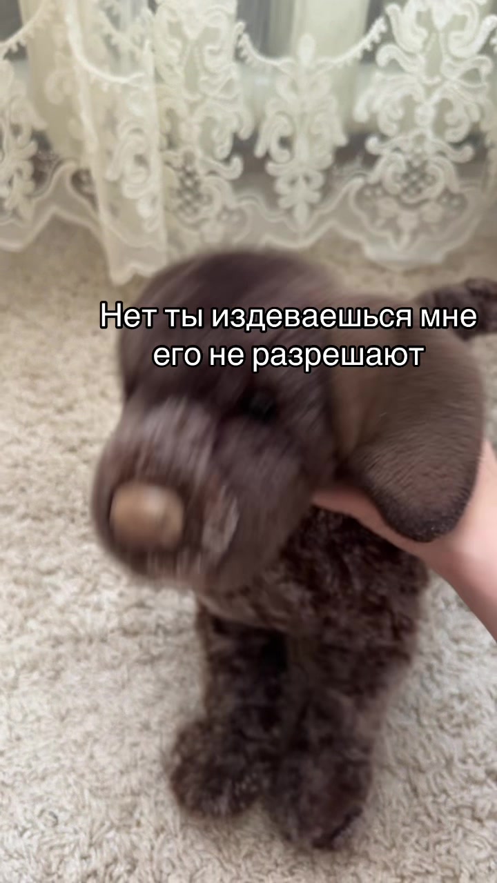 @˚₊‧꒰ა⸰𝙼𝚎𝚕𝚞𝚛𝚒˚໒꒱ ‧₊˚ ┆ᴘᴅʙ