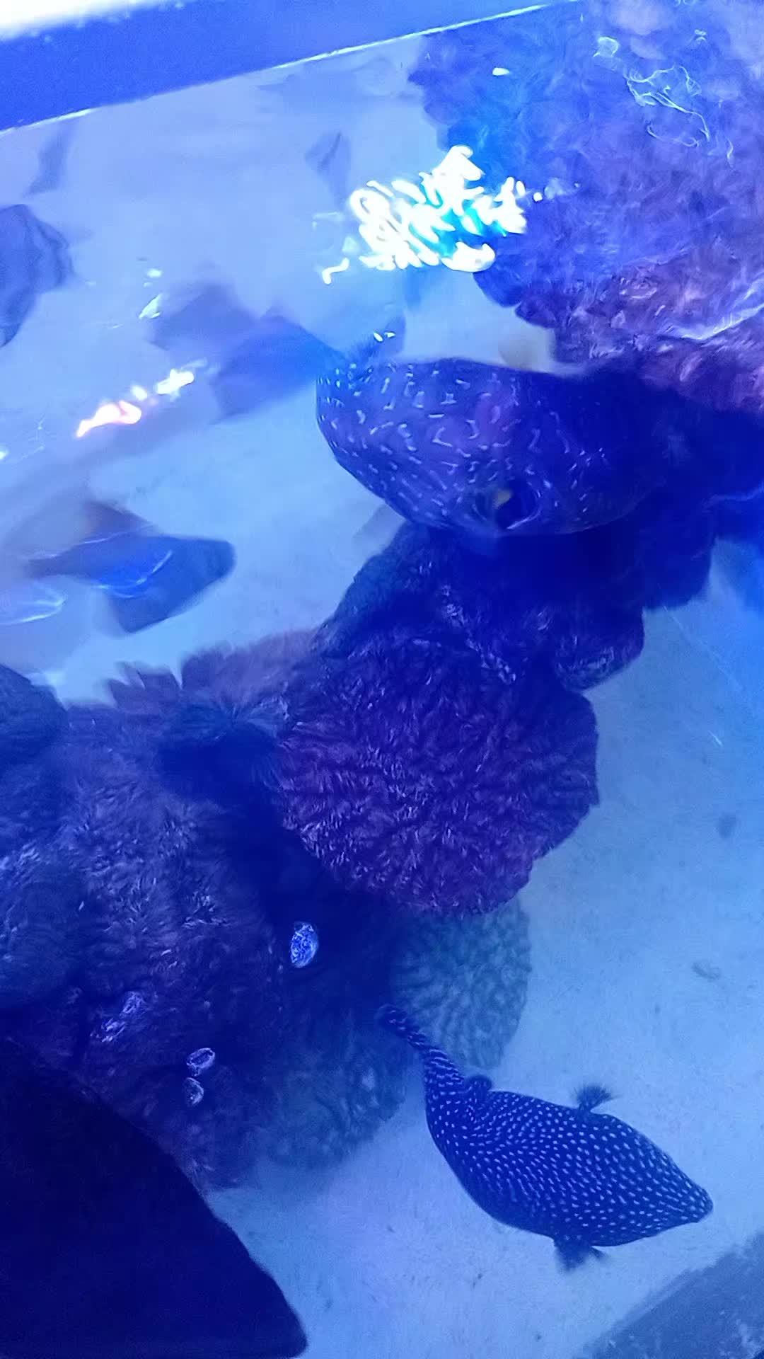 @Aquariumplus 🐠🐬🦀🐙🐟🦑