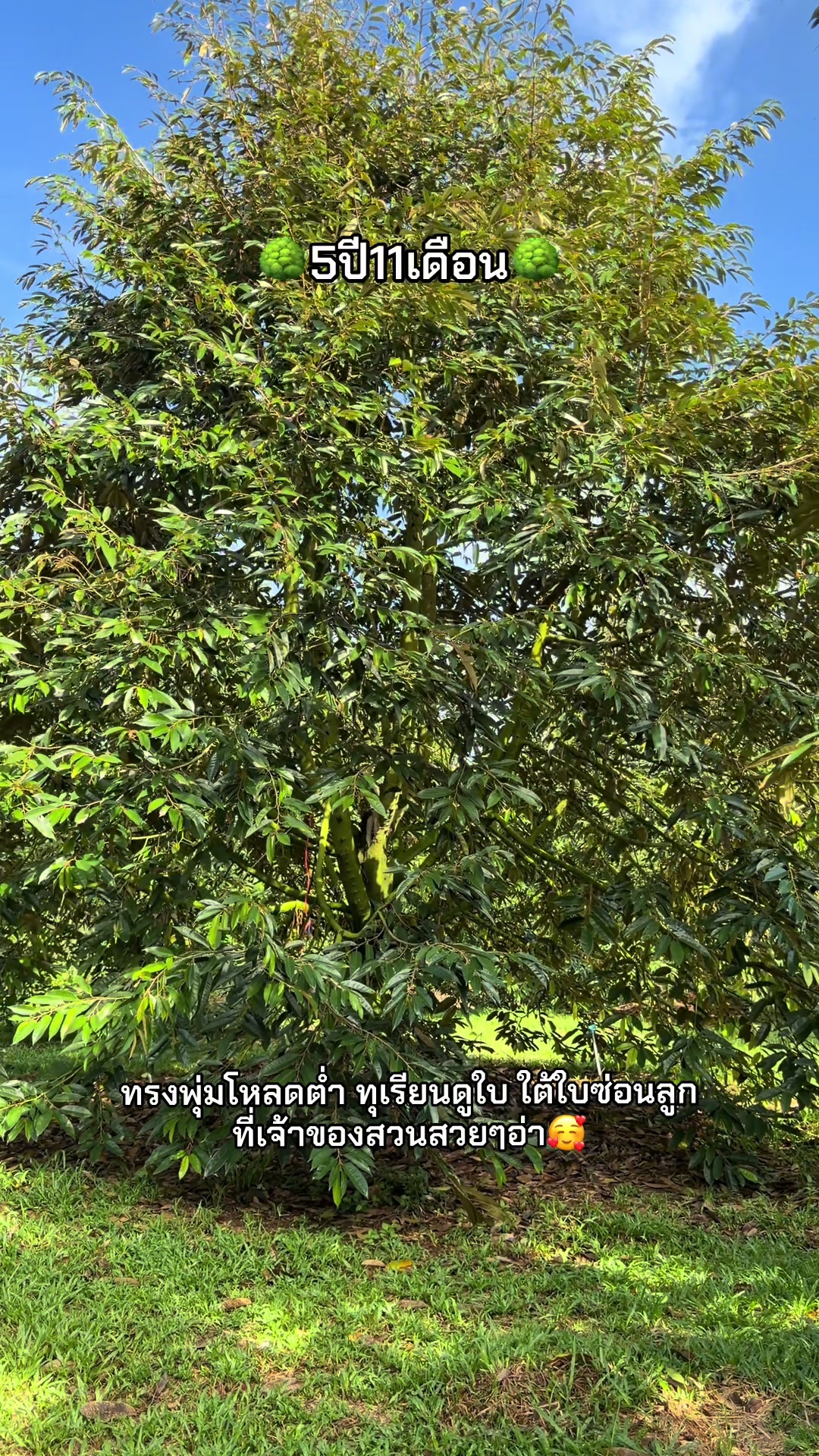@nongfang