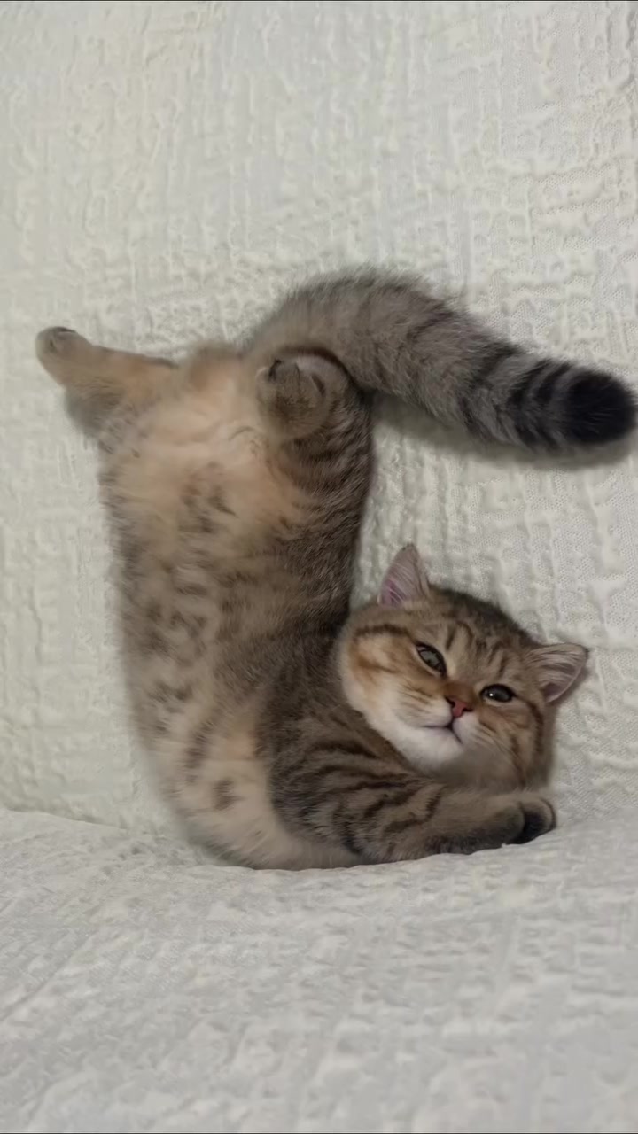 @Chonky World Of Cats