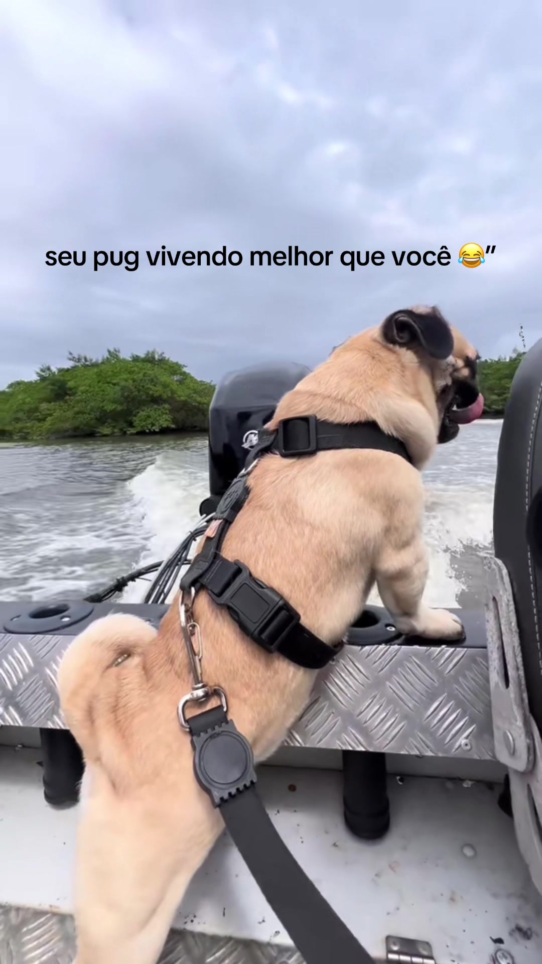 @pugSofyHarry