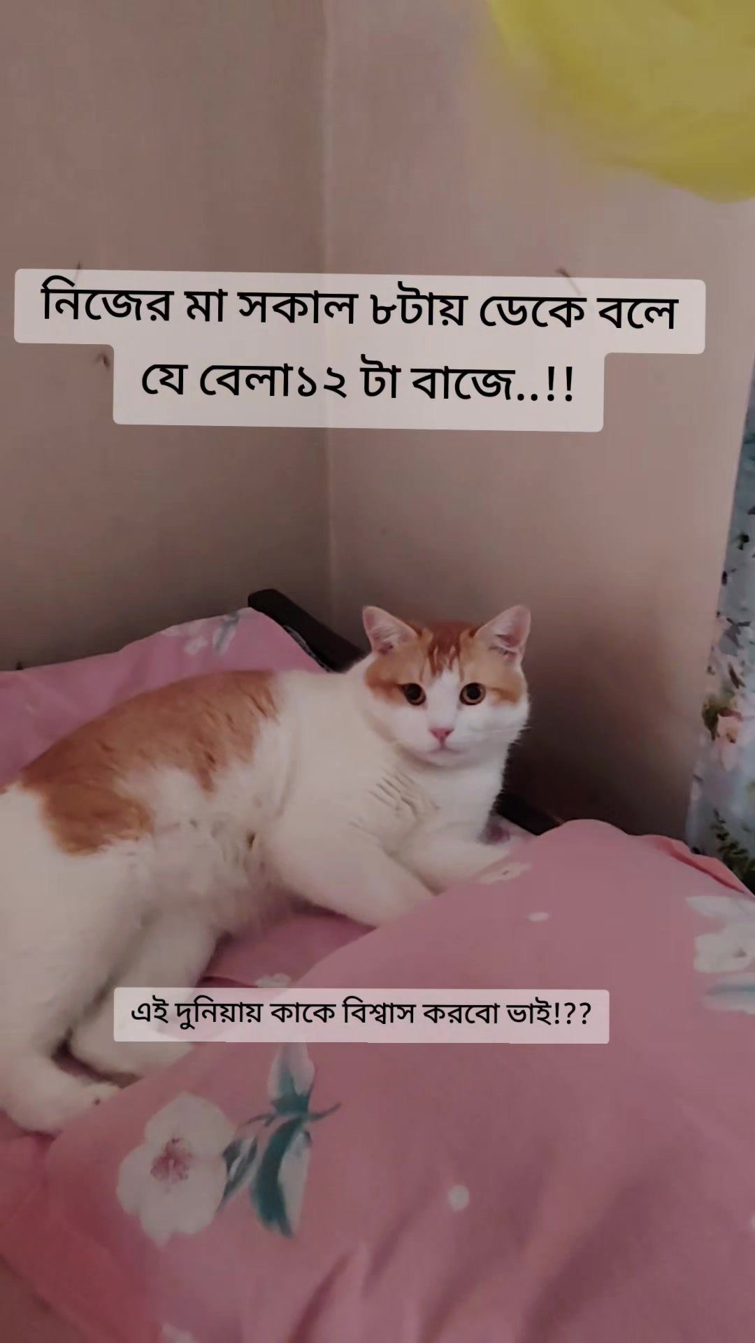 @Mitthi the Meow Meow