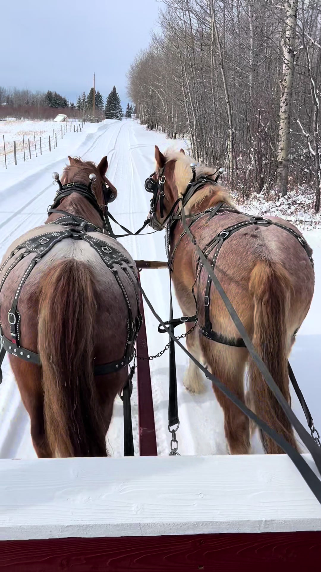 @Pigeon Lake Horse Drawn 🇨🇦