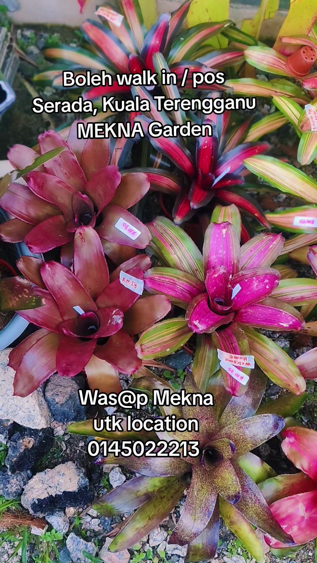 @MEKNA Garden