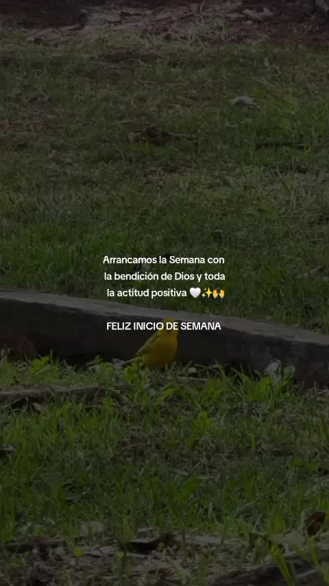 @Wlady SL