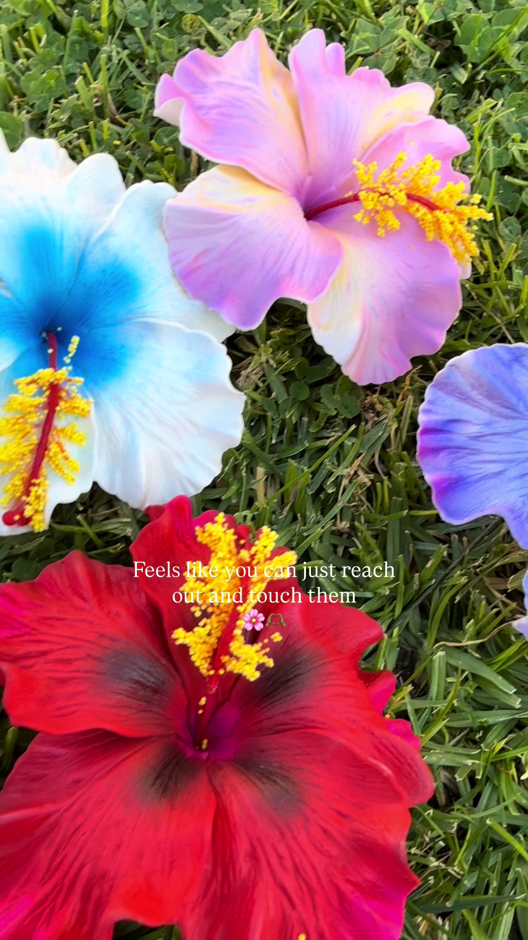 @Island Aesthetica 🌺 Pasifika