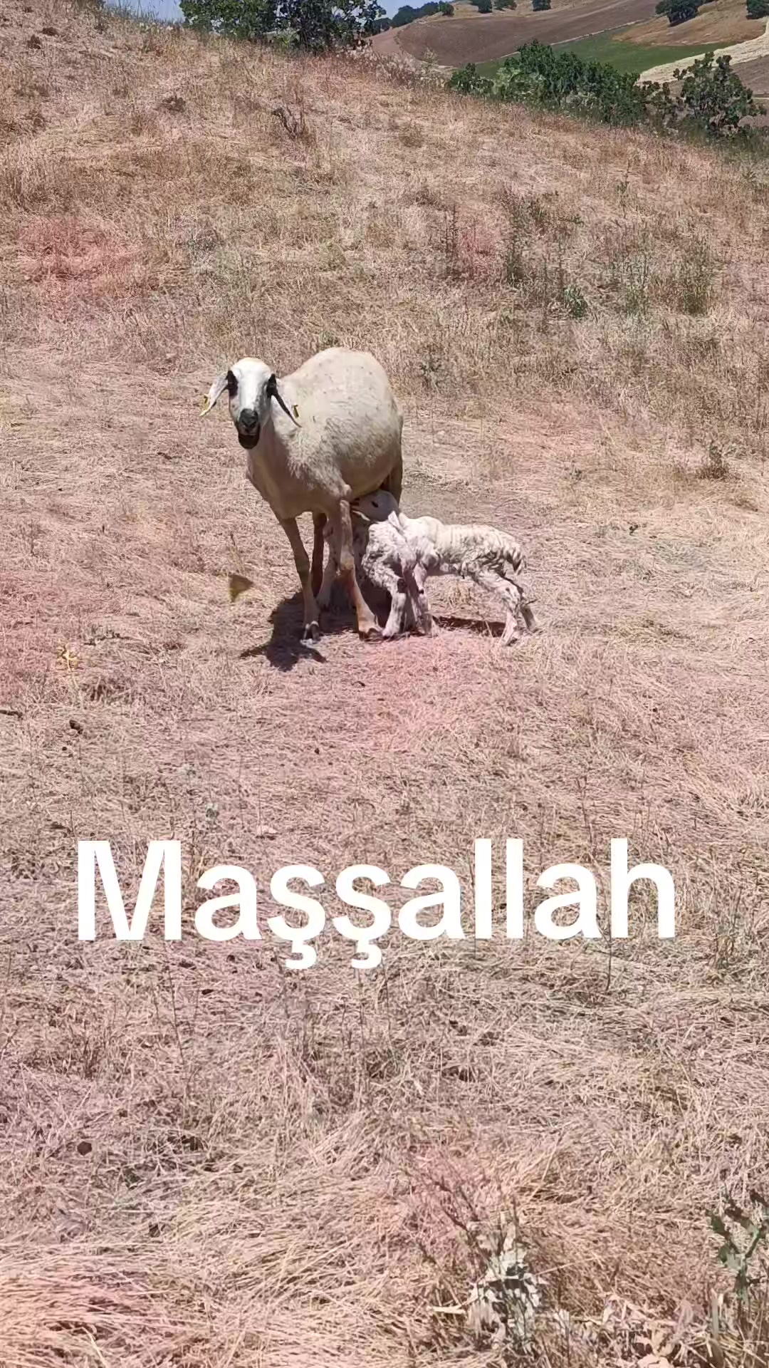 @Hasan_Hüseyin_korkmazz7171
