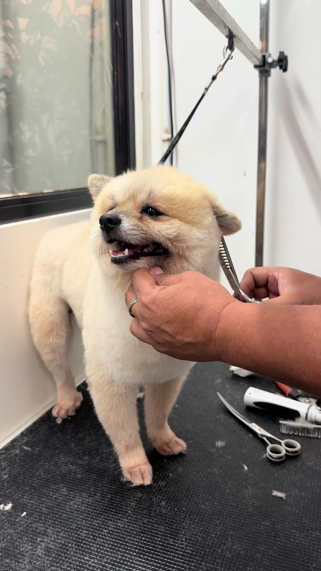 @petlanecebu