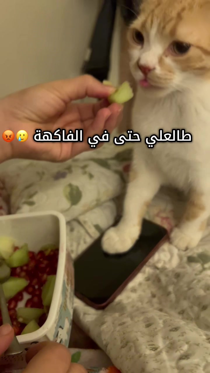 @Ahmed Mamdouh