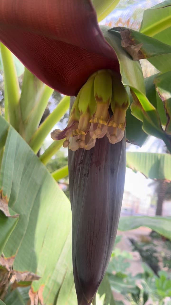 @ashkaltbiah