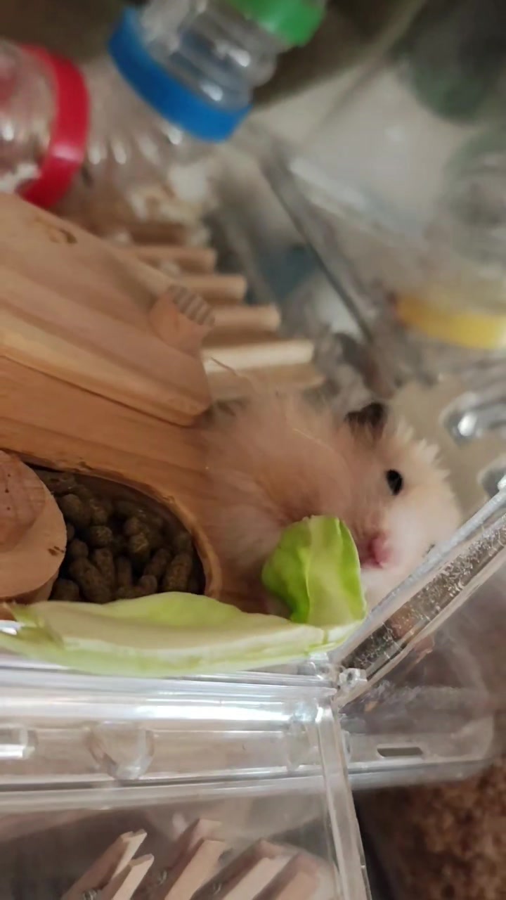 @モチキン🐹